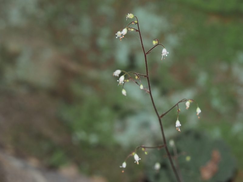 Heuchera parviflora, photographed by Clay Gibbons