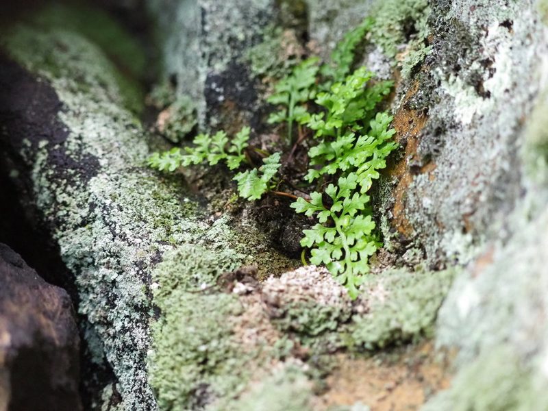 Asplenium montanum, photographed by Clay Gibbons