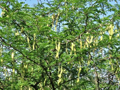 Gleditsia triacanthos, photographed by Annika Lindqvist