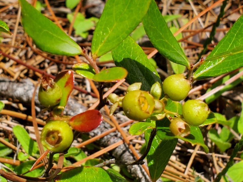 Gaylussacia dumosa, photographed by Samuel A Schmid, PhD, PWS
