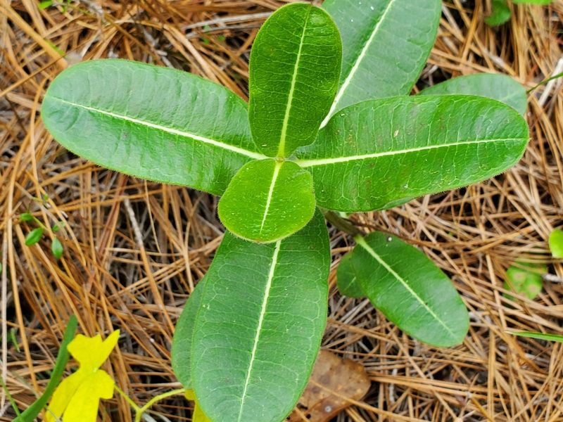 Asclepias obovata, photographed by Samuel A Schmid, PhD, PWS