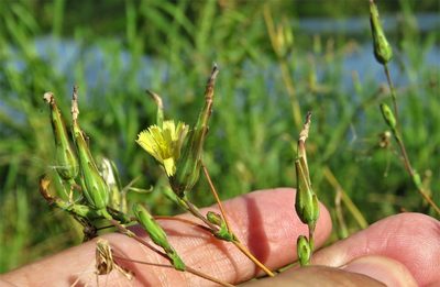 Lactuca serriola, photographed by Annika Lindqvist