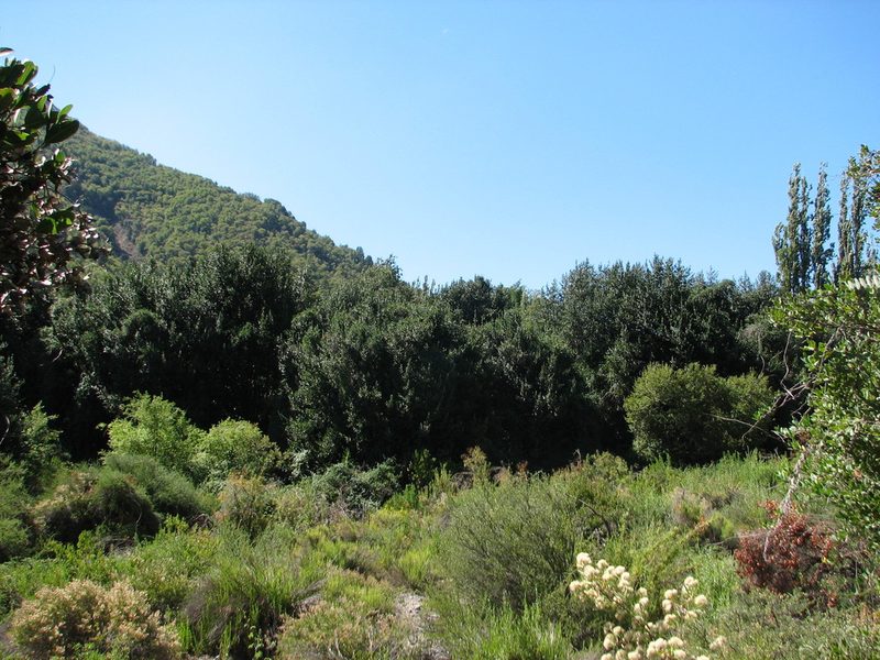 Beilschmiedia berteroana, photographed by Cesar Ormazabal