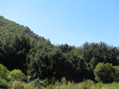 Beilschmiedia berteroana, photographed by Cesar Ormazabal