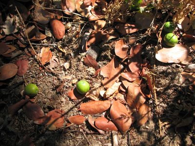 Beilschmiedia berteroana, photographed by Cesar Ormazabal