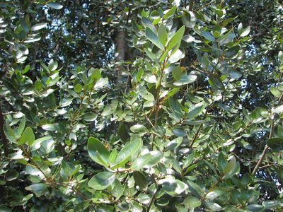 Beilschmiedia berteroana, photographed by Cesar Ormazabal