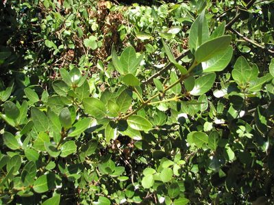 Beilschmiedia berteroana, photographed by Cesar Ormazabal