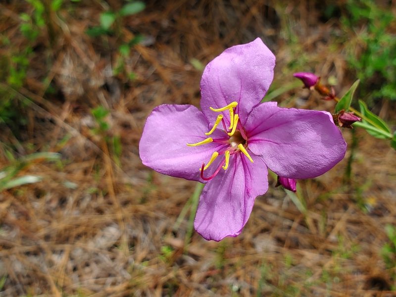 Rhexia alifanus, photographed by Samuel A Schmid, PhD, PWS