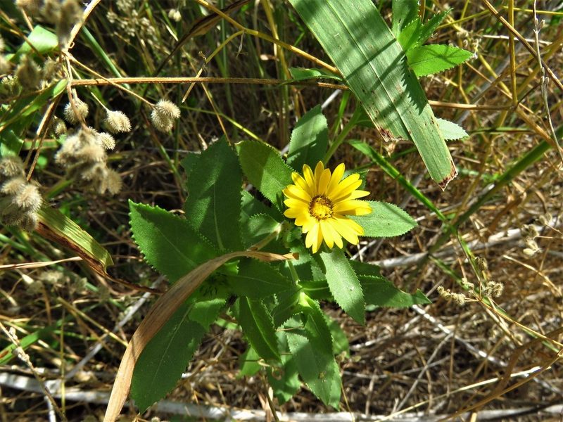 Grindelia adenodonta, photographed by Annika Lindqvist