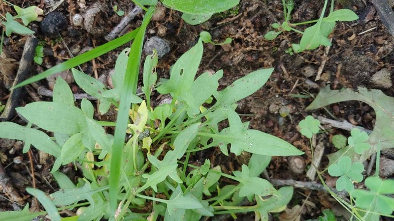 Rumex acetosella, photographed by Ryan Sorrells
