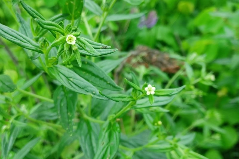 Lithospermum officinale, photographed by Quinten Wiegersma