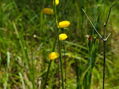 Aletris aurea