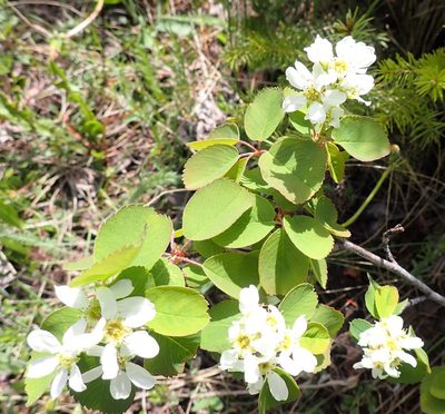 Amelanchier alnifolia