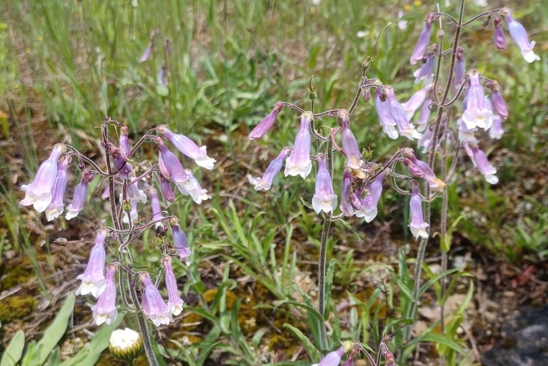 Penstemon hirsutus, photographed by Quinten Wiegersma