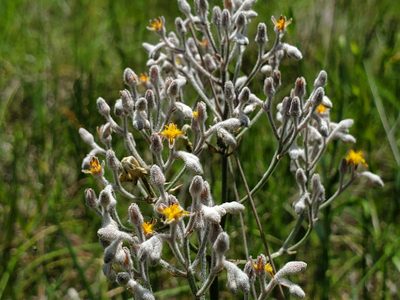 Lophiola aurea, photographed by Samuel A Schmid, PhD, PWS
