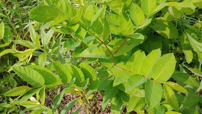 Apocynum androsaemifolium, photographed by Ryan Sorrells