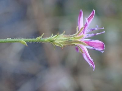 Stephanomeria exigua