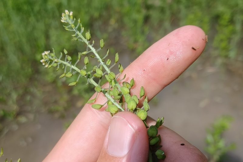 Lepidium campestre, photographed by Quinten Wiegersma