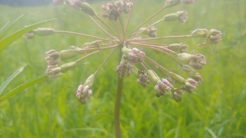Asclepias amplexicaulis, photographed by Ryan Sorrells