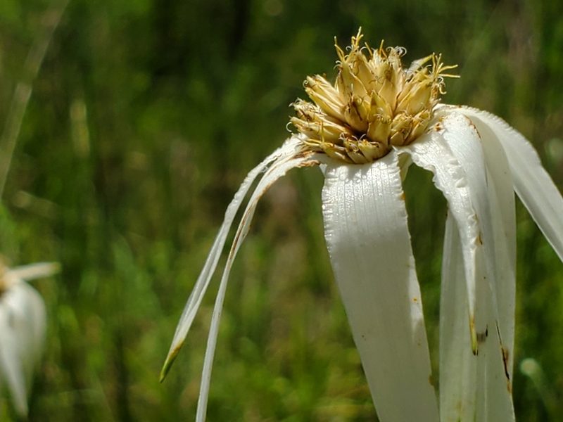 Rhynchospora latifolia, photographed by Samuel A Schmid, PhD, PWS