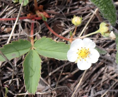 Fragaria virginiana, photographed by mfeaver