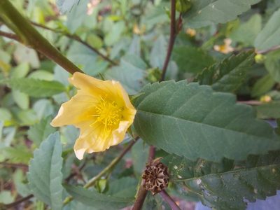 Sida acuta