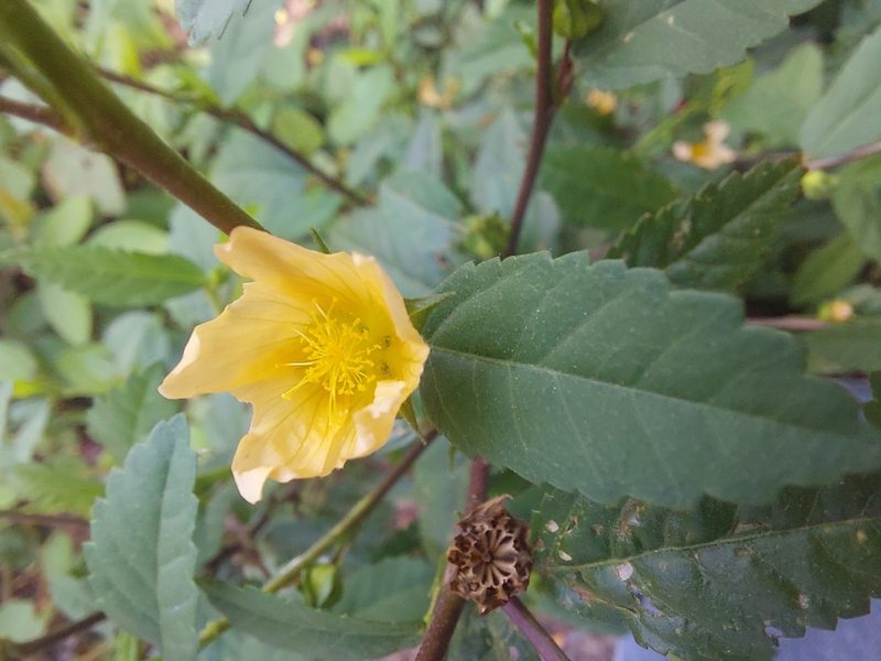 Sida acuta, photographed by Jalil R.