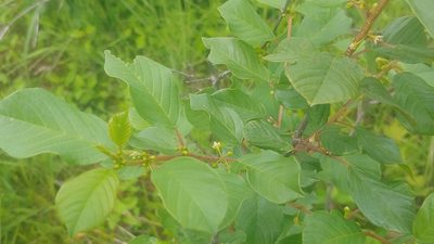 Frangula alnus, photographed by Ryan Sorrells