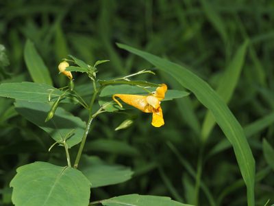 Impatiens capensis