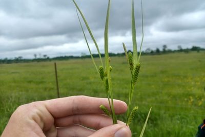 Carex granularis, photographed by Quinten Wiegersma