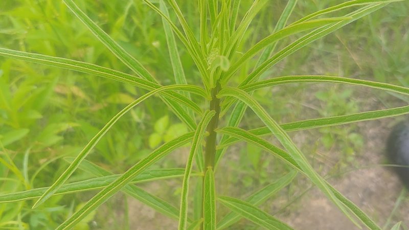 Asclepias hirtella, photographed by Ryan Sorrells