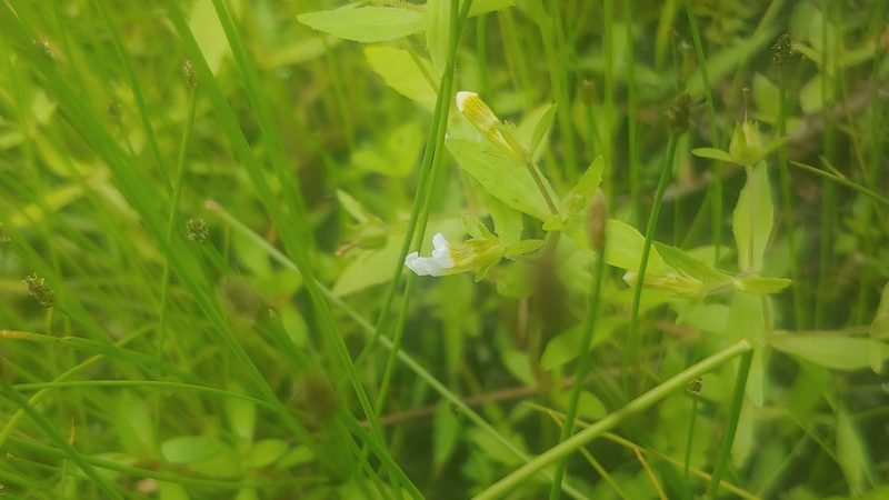 Gratiola neglecta, photographed by Ryan Sorrells