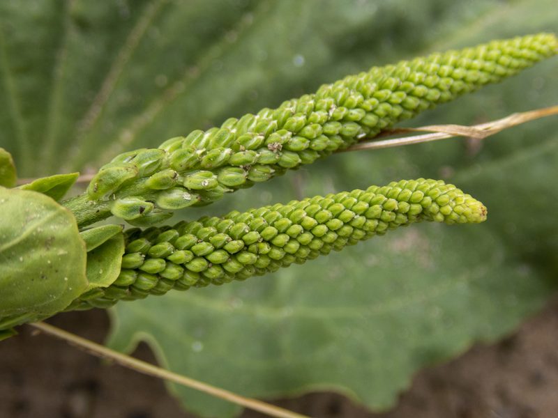 Plantago major, photographed by Randy A Nonenmacher