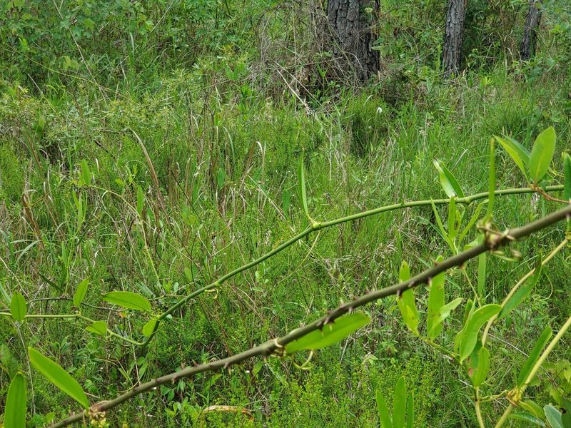 Smilax laurifolia, photographed by Samuel A Schmid, PhD, PWS