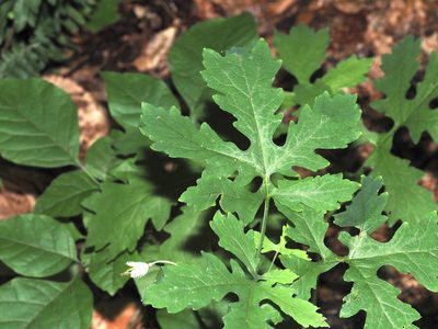 Stylophorum diphyllum