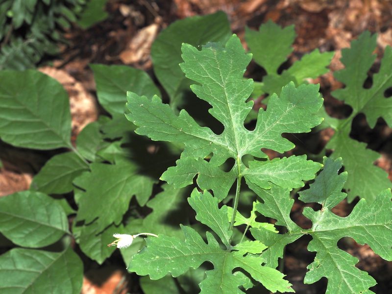 Stylophorum diphyllum, photographed by Jeff Clark