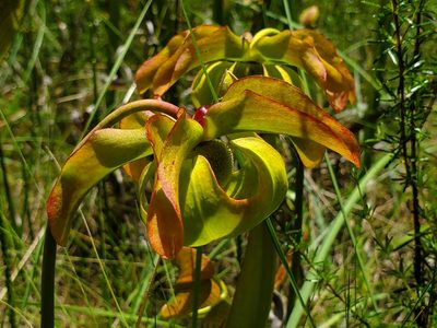 Sarracenia alata, photographed by Samuel A Schmid, PhD, PWS