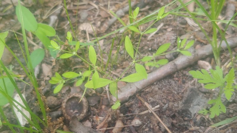 Paronychia canadensis, photographed by Ryan Sorrells