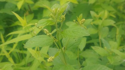 Ceanothus americanus