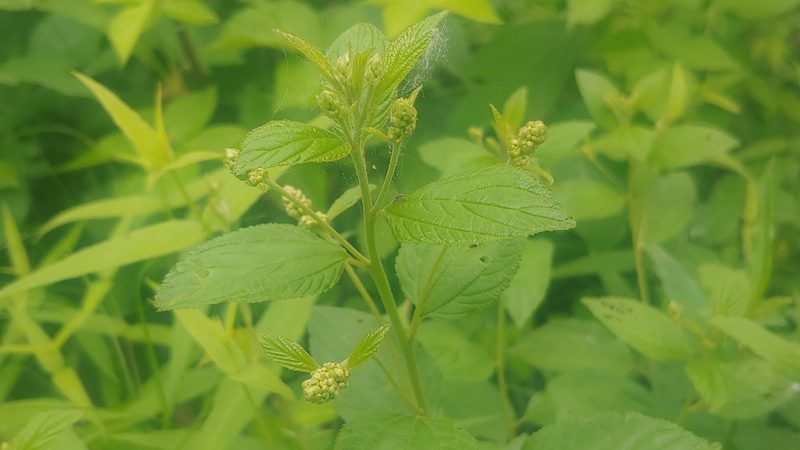 Ceanothus americanus, photographed by Ryan Sorrells