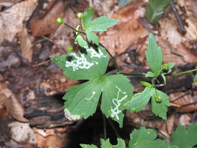 Ranunculus recurvatus, photographed by Jeff Clark