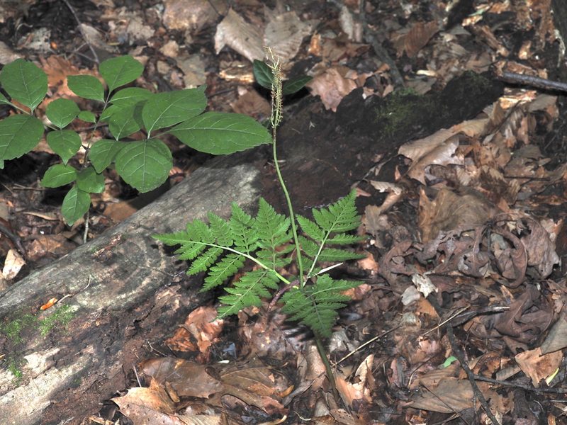 Botrypus virginianus, photographed by Jeff Clark