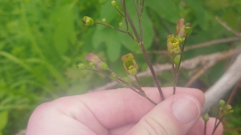 Scrophularia lanceolata, photographed by Ryan Sorrells