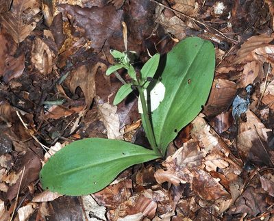 Galearis spectabilis, photographed by Jeff Clark