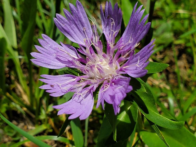 Stokesia laevis, photographed by Samuel A Schmid, PhD, PWS