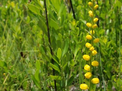 Aletris aurea, photographed by Samuel A Schmid, PhD, PWS