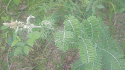 Amorpha canescens