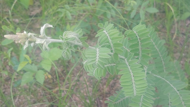 Amorpha canescens, photographed by Ryan Sorrells