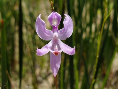 Calopogon pallidus