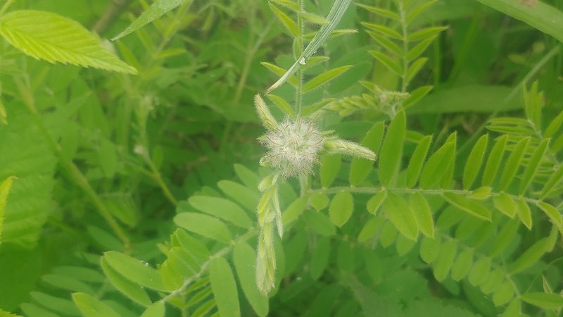 Tephrosia virginiana, photographed by Ryan Sorrells